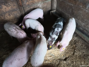 vand purcei - imagine 3 vand purcei - imagine 3