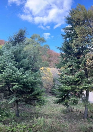 Proprietar vând teren intravilan în orașul Predeal , jud Brasov