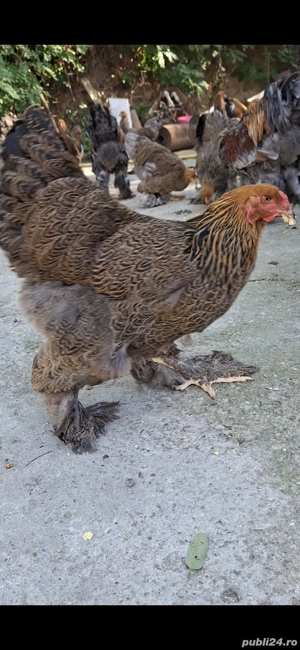 Familie Brahma Potarnichiu 