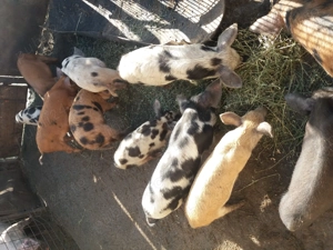 Purcei de crescut  - imagine 2