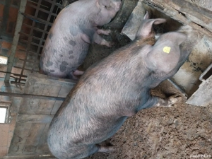 porci de vânzare 