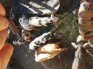 Purcei de crescut  - imagine 3