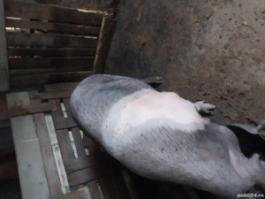 porci de vânzare  - imagine 3