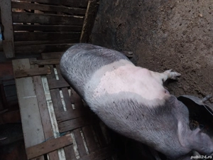 porci de vânzare  - imagine 5