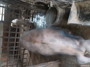 porci de vânzare  - imagine 2