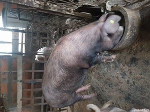 porci de vânzare  - imagine 4