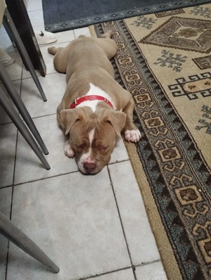 american bully pocket - imagine 2