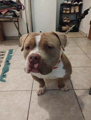 american bully pocket - imagine 4