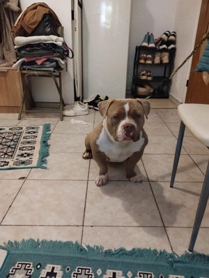 american bully pocket - imagine 3