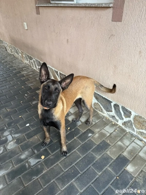 femela ciobenesc belgian malinois - imagine 5