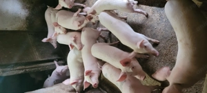 Purcei marele alb - imagine 3