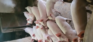 Purcei marele alb - imagine 2