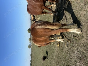 Vând mânză  - imagine 2 Vând mânză  - imagine 2