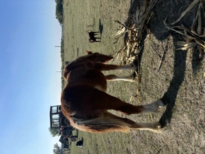 Vând mânză  - imagine 3 Vând mânză  - imagine 3