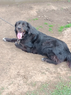 Ciobanesc corb de vânzare  - imagine 2