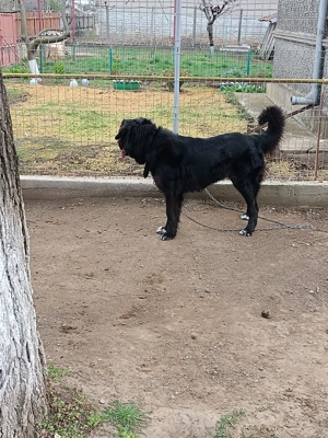 Ciobanesc corb de vânzare  - imagine 5