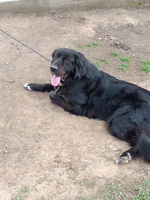 Ciobanesc corb de vânzare  - imagine 4