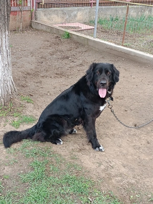 Ciobanesc corb de vânzare  - imagine 3