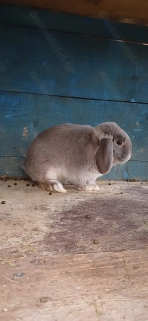 Vând berbec German Pitic