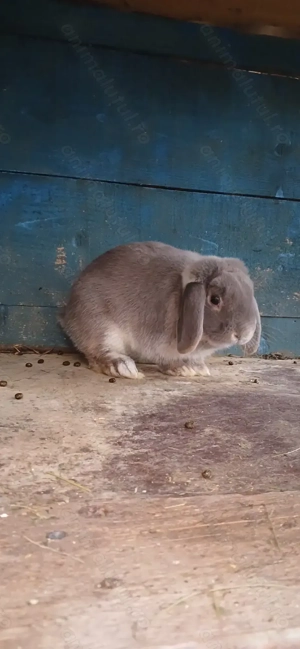 Vând berbec German Pitic - imagine 2