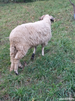 vand berbec - imagine 4