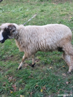 vand berbec - imagine 2