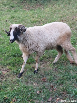 vand berbec - imagine 3