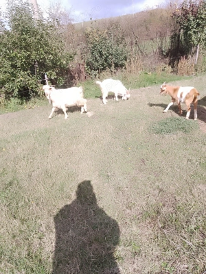 Vind Tapi , reproductie -sacrificare 