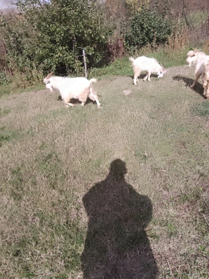 Vind Tapi , reproductie -sacrificare  - imagine 5