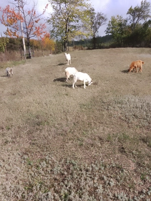 Vind Tapi , reproductie -sacrificare  - imagine 2