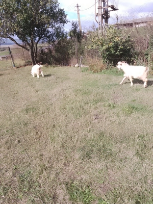 Vind Tapi , reproductie -sacrificare  - imagine 4