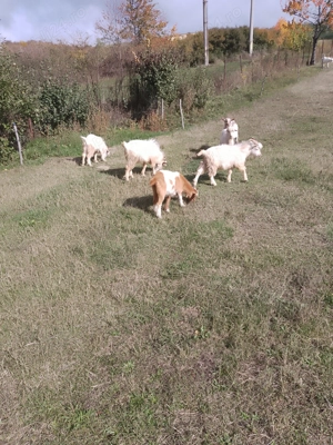 Vind Tapi , reproductie -sacrificare  - imagine 6