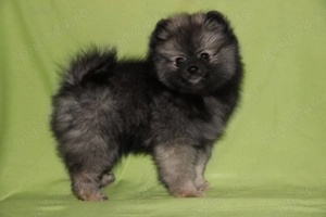 Pomeranian miniatura