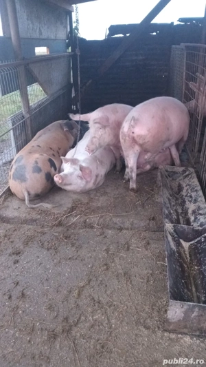 vand porc  - imagine 2