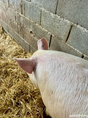    Porci de vanzare - imagine 3