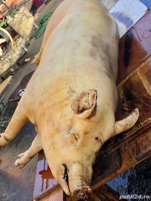    Porci de vanzare - imagine 2