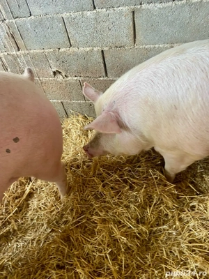    Porci de vanzare - imagine 4