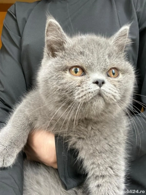 Motanel british shorthair - imagine 2