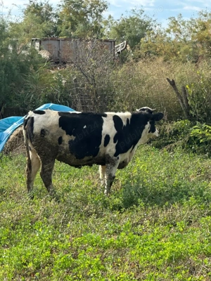 Vand 2 vitele de crescut