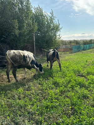 Vand 2 vitele de crescut - imagine 2