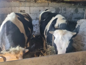 Vand 2 vitele de crescut - imagine 5