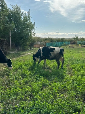 Vand 2 vitele de crescut - imagine 4