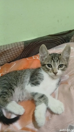 Adoptie gratuita a 2 motanii