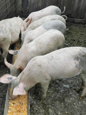 Soldanii de vânzare, și unu de tăiat lac15o kg  - imagine 2