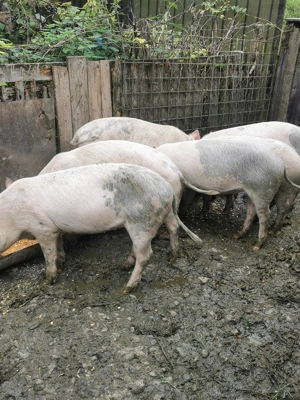 Soldanii de vânzare, și unu de tăiat lac15o kg 