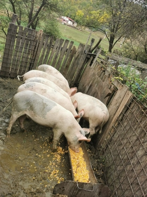 Soldanii de vânzare, și unu de tăiat lac15o kg  - imagine 3