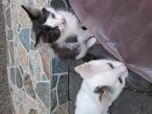 Motanei cauta Stapani iubitori! - imagine 7 Motanei cauta Stapani iubitori! - imagine 7