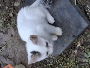 Motanei cauta Stapani iubitori! - imagine 4 Motanei cauta Stapani iubitori! - imagine 4