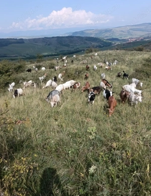 Vând capre bune de lapte - imagine 3