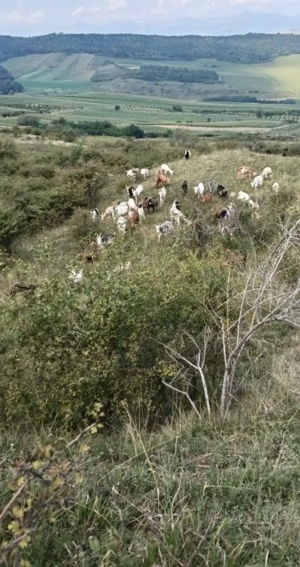 Vând capre bune de lapte - imagine 2